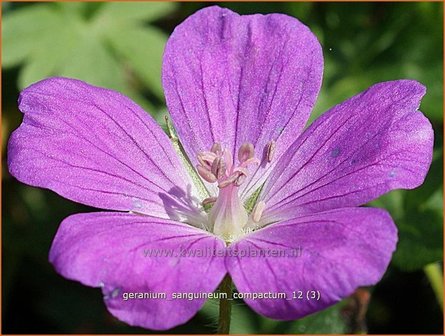 Geranium sanguineum &#039;Compactum&#039; | Ooievaarsbek