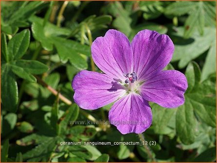 Geranium sanguineum &#039;Compactum&#039; | Ooievaarsbek