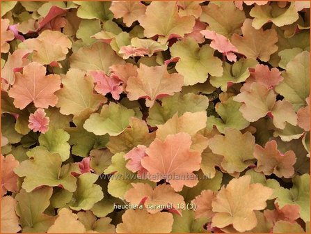 Heuchera &#039;Caramel&#039; | Purperklokje