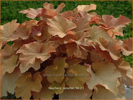 Heuchera &#039;Caramel&#039; | Purperklokje