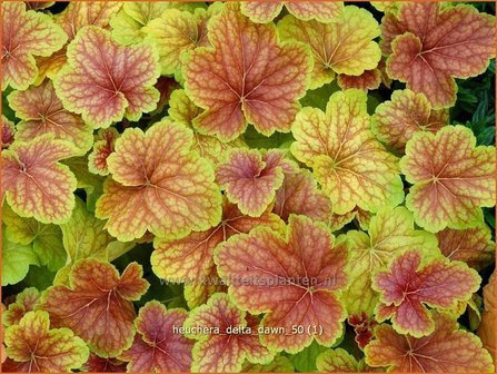 Heuchera &#039;Delta Dawn&#039; | Purperklokje