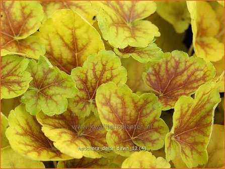 Heuchera &#039;Delta Dawn&#039; | Purperklokje