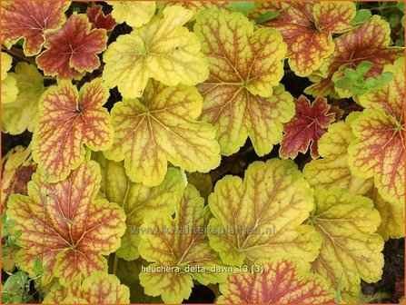 Heuchera &#039;Delta Dawn&#039; | Purperklokje