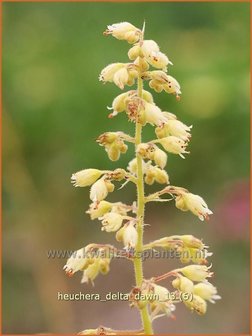 Heuchera &#039;Delta Dawn&#039; | Purperklokje