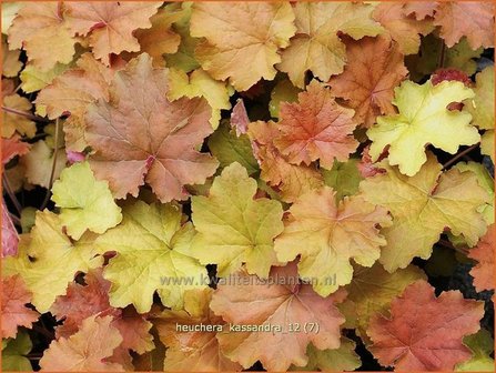 Heuchera &#039;Kassandra&#039; | Purperklokje