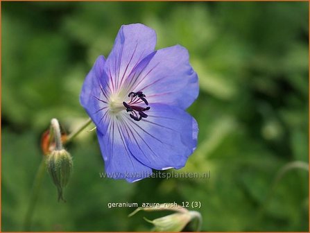 Geranium &#039;Azure Rush&#039; | Ooievaarsbek