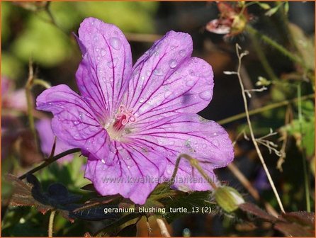 Geranium &#039;Blushing Turtle&#039; | Ooievaarsbek