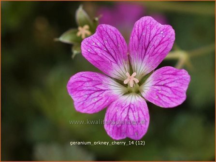 Geranium &#039;Orkney Cherry&#039; | Ooievaarsbek