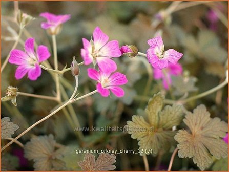 Geranium &#039;Orkney Cherry&#039; | Ooievaarsbek