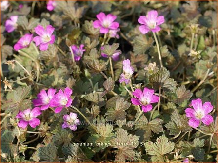 Geranium &#039;Orkney Cherry&#039; | Ooievaarsbek