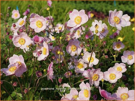 Anemone hybrida &#039;Ouverture&#039; | Anemoon, Herfstanemoon, Japanse anemoon