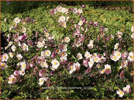 Anemone hybrida &#039;Ouverture&#039; | Anemoon, Herfstanemoon, Japanse anemoon