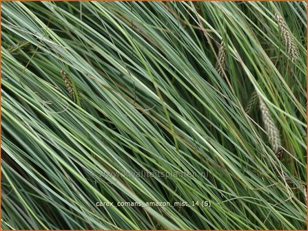 Carex comans &#039;Amazon Mist&#039; | Zegge