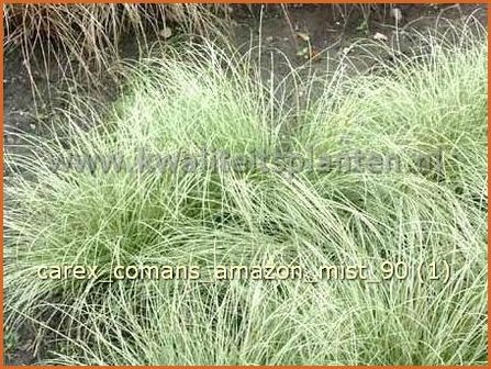 Carex comans &#039;Amazon Mist&#039; | Zegge