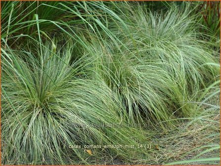 Carex comans &#039;Amazon Mist&#039; | Zegge