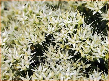 Sedum spectabile &#039;Stardust&#039; | Hemelsleutel, Vetkruid