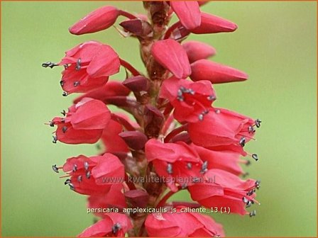 Persicaria amplexicaulis &#039;JS Caliente&#039; | Duizendknoop, Adderwortel