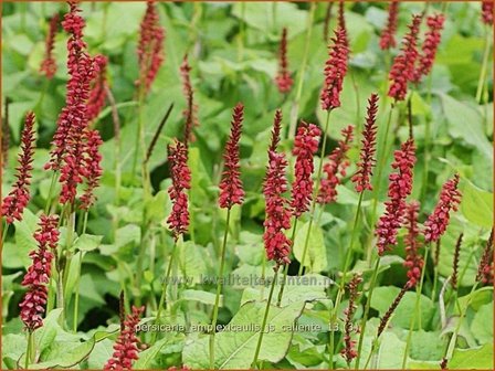 Persicaria amplexicaulis &#039;JS Caliente&#039; | Duizendknoop, Adderwortel