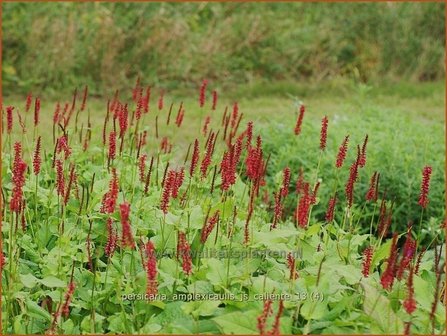 Persicaria amplexicaulis &#039;JS Caliente&#039; | Duizendknoop, Adderwortel