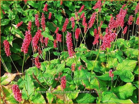 Persicaria amplexicaulis &#039;JS Caliente&#039; | Duizendknoop, Adderwortel