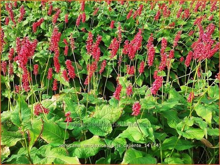 Persicaria amplexicaulis &#039;JS Caliente&#039; | Duizendknoop, Adderwortel