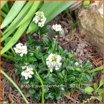 Arabis x suendermannii | Randjesbloem, Rijstebrij