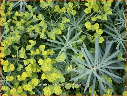 Euphorbia &#039;Copton Ash&#039; | Wolfsmelk | Wolfsmilch | Spurge