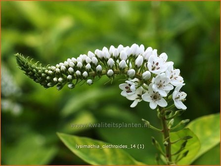 Lysimachia clethroides | Wederik