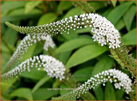 Lysimachia clethroides | Wederik