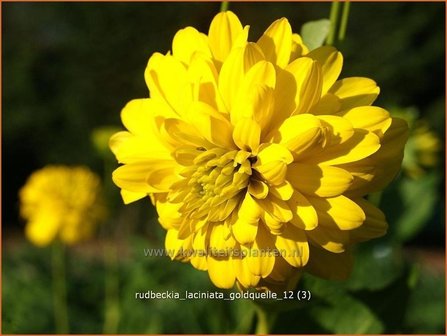 Rudbeckia laciniata &#039;Goldquelle&#039; | Zonnehoed