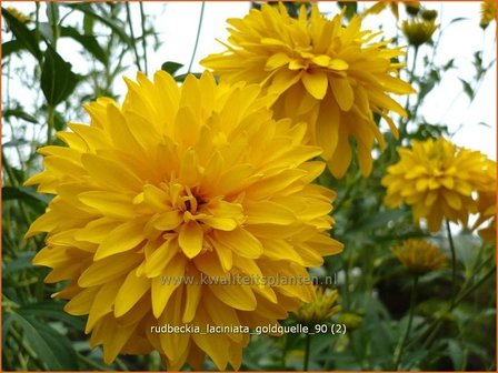 Rudbeckia laciniata &#039;Goldquelle&#039; | Zonnehoed