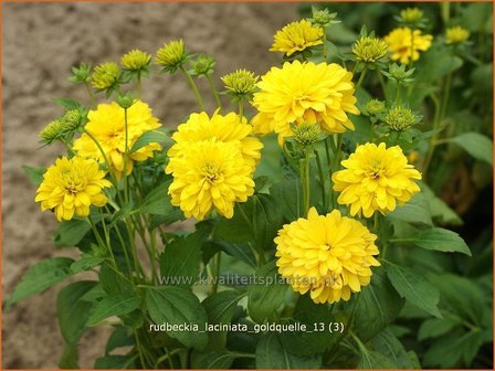 Rudbeckia laciniata &#039;Goldquelle&#039; | Zonnehoed