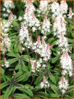 Tiarella &#039;Spring Symphony&#039; | Schuimbloem, Perzische muts