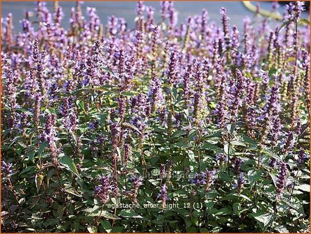 Agastache &#039;After Eight&#039; | Dropplant, Anijsnetel