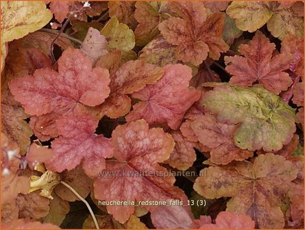 Heucherella &#039;Redstone Falls&#039;