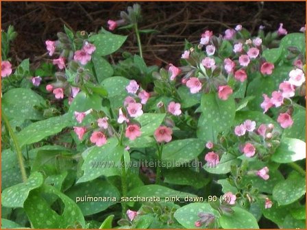 Pulmonaria saccharata &#039;Pink Dawn&#039; | Longkruid