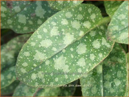 Pulmonaria saccharata &#039;Pink Dawn&#039; | Longkruid