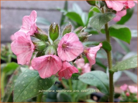 Pulmonaria saccharata &#039;Pink Dawn&#039; | Longkruid