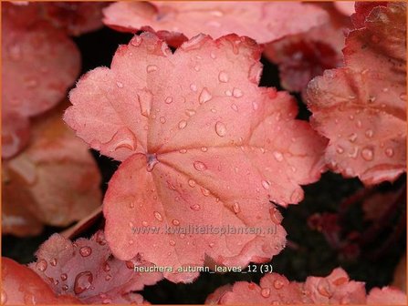 Heuchera &#039;Autumn Leaves&#039; | Purperklokje