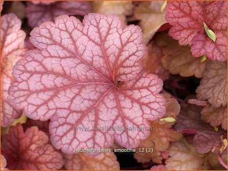 Heuchera &#039;Berry Smoothie&#039; | Purperklokje