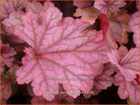 Heuchera &#039;Berry Smoothie&#039; | Purperklokje