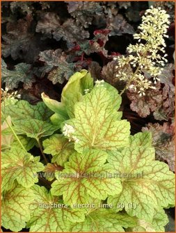 Heuchera &#039;Electric Lime&#039; | Purperklokje