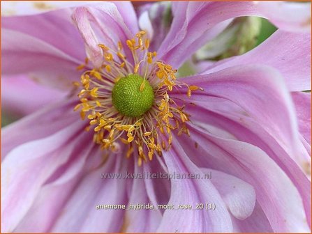 Anemone hybrida &#039;Mont Rose&#039; | Anemoon, Herfstanemoon, Japanse anemoon