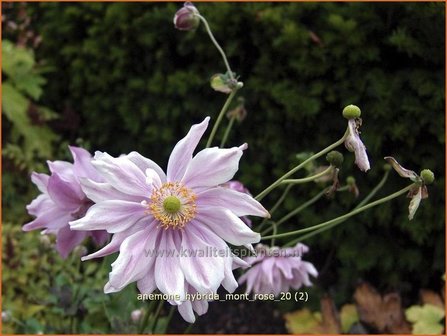 Anemone hybrida &#039;Mont Rose&#039; | Anemoon, Herfstanemoon, Japanse anemoon