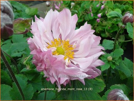 Anemone hybrida &#039;Mont Rose&#039; | Anemoon, Herfstanemoon, Japanse anemoon