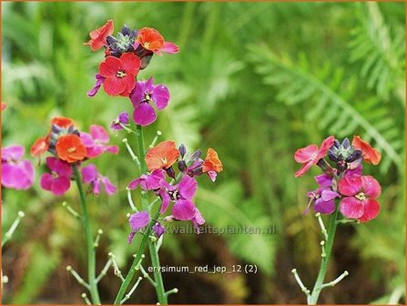 Erysimum &#039;Red Jep&#039; | Vaste muurbloem