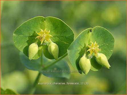 Euphorbia characias &#039;Forescate&#039; | Wolfsmelk