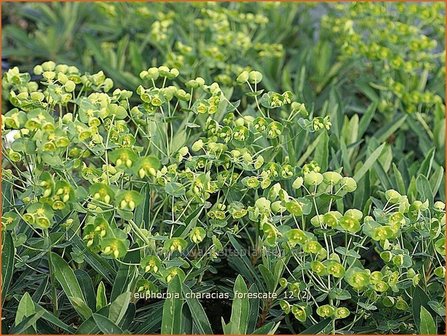 Euphorbia characias &#039;Forescate&#039; | Wolfsmelk