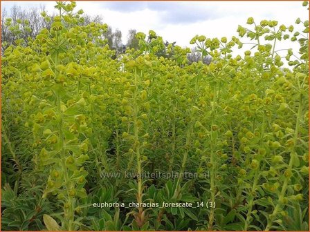 Euphorbia characias &#039;Forescate&#039; | Wolfsmelk