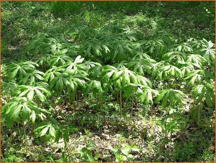 Podophyllum peltatum | Voetblad, Indische alruinwortelPodophyllum peltatum | Voetblad, Indische alruinwortel